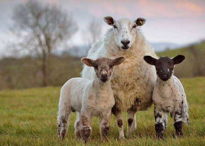 در زمان خرید گوسفند چه نکاتی را باید در نظر بگیریم؟